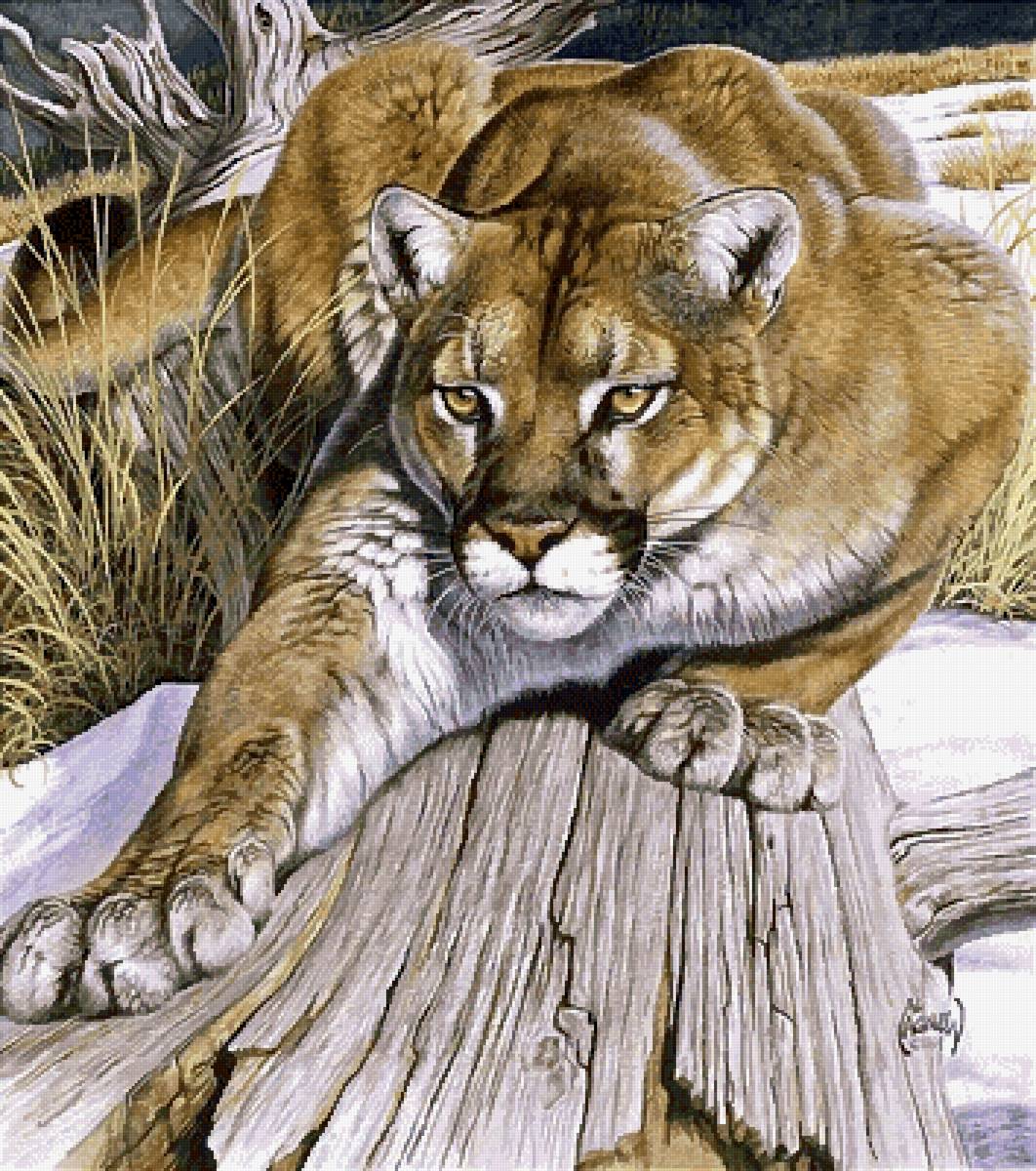 Пума - предпросмотр