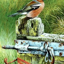 Схема вышивки «Птица»