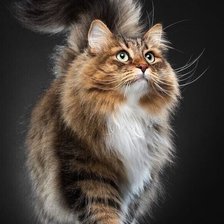 Схема вышивки «Кот»