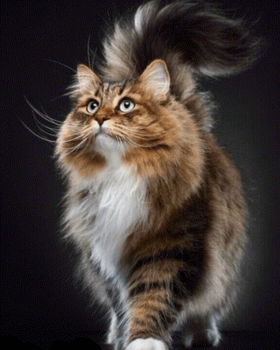 Кот - кот - предпросмотр