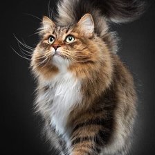 Схема вышивки «Кот1»