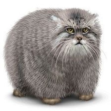 Схема вышивки «Кот ,,Манул,,»