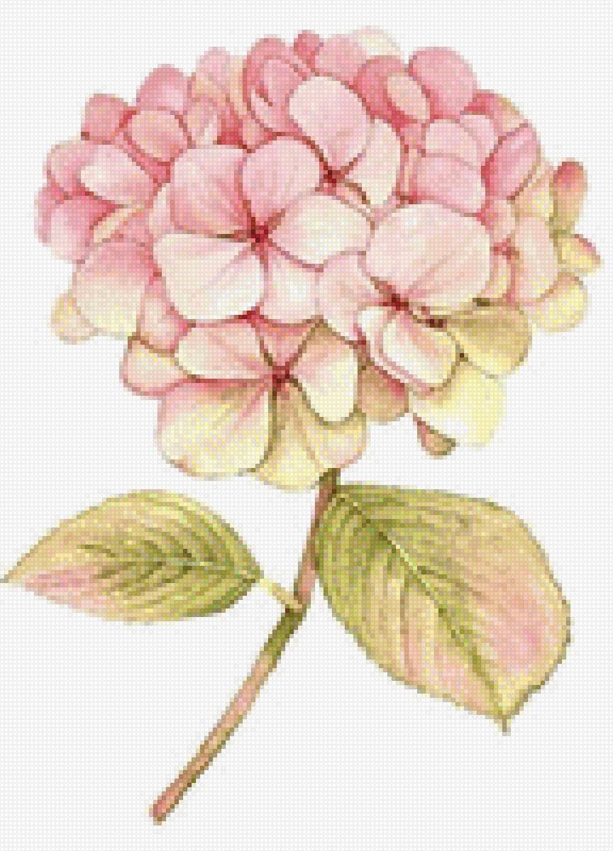 Гортензия - цветы - предпросмотр