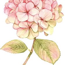 Схема вышивки «Гортензия»