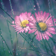 Маргаритки