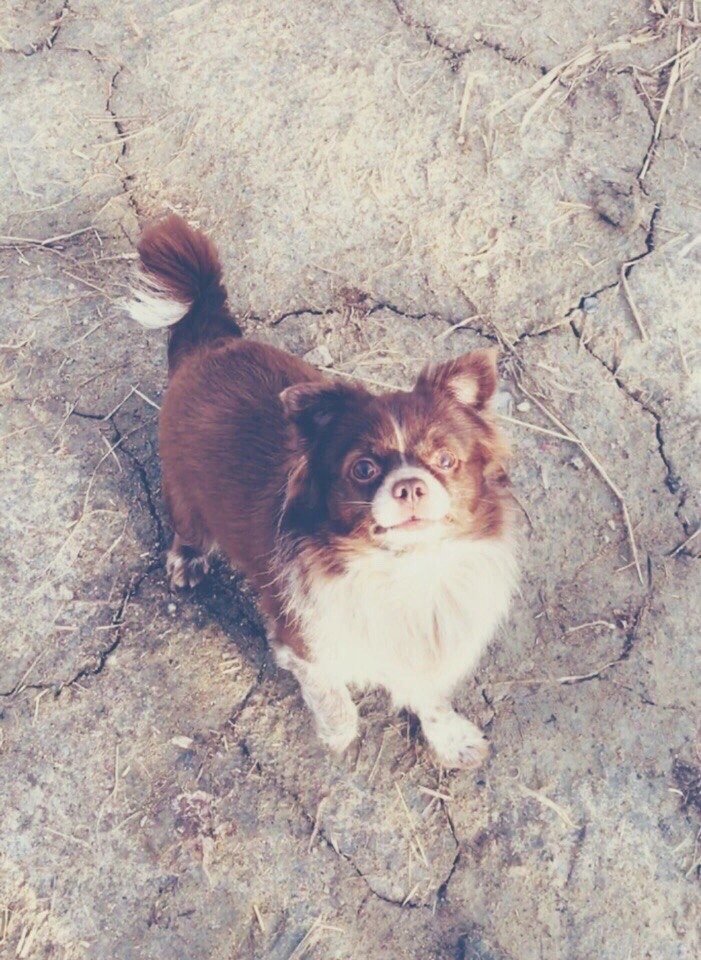 Чихуахуа - мой любимый хвостик. чихуахуа - оригинал