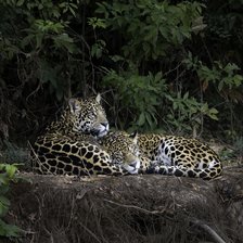 Схема вышивки «№2673429»