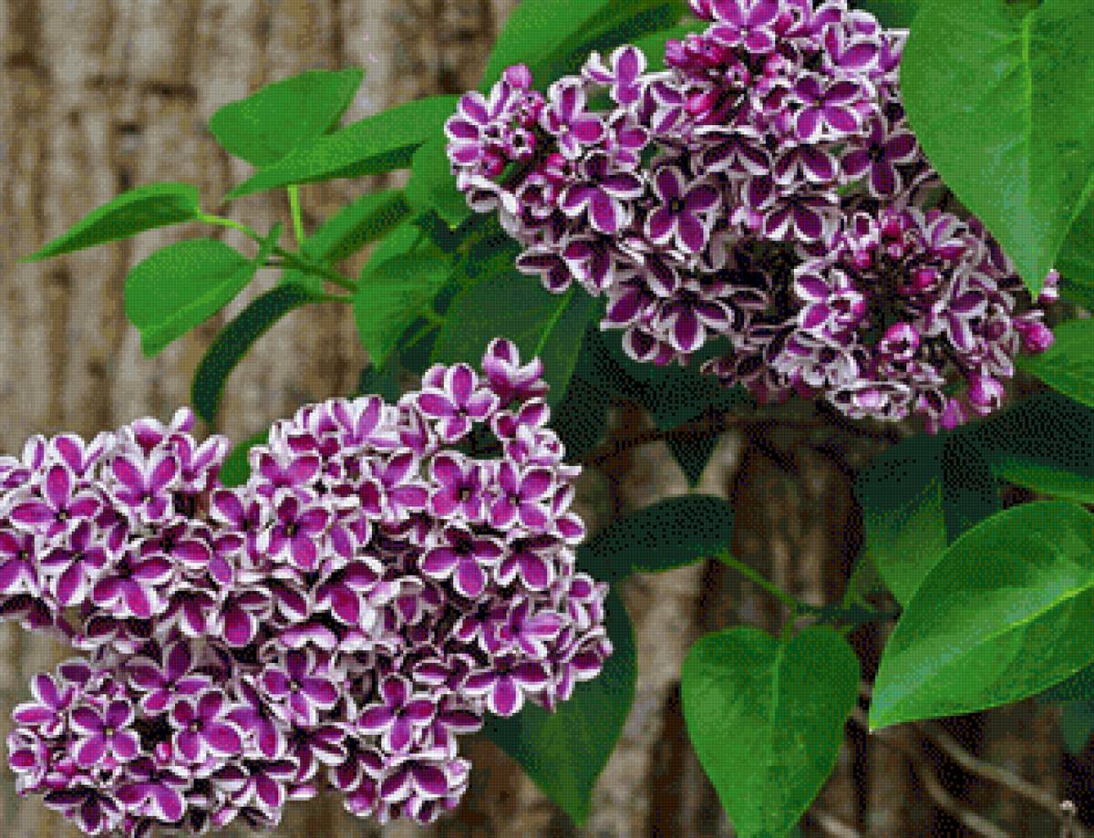 Сирень "Сенсация" - весна, сирень, цветы - предпросмотр