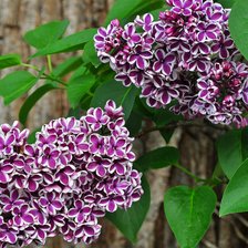 Схема вышивки «Сирень "Сенсация"»