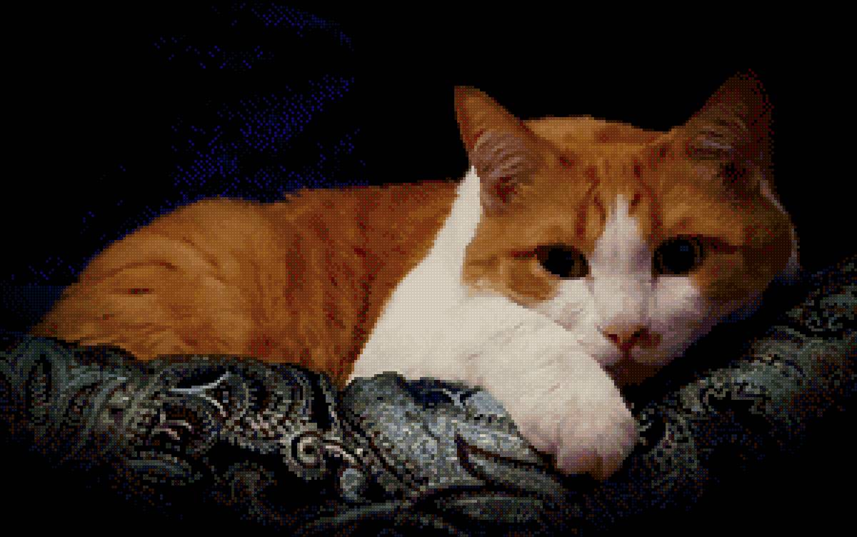 Рыжик - рыжий кот - предпросмотр