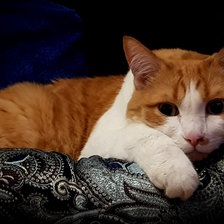 Схема вышивки «Рыжик»