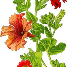 Схема вышивки «Петуния»