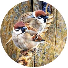 Схема вышивки «Воробьи»