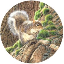 Схема вышивки «Белочка»