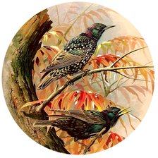 Схема вышивки «Птицы»