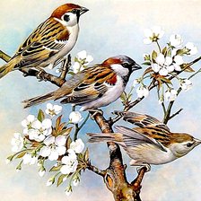 Воробьи на яблоне