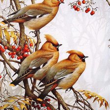 Схема вышивки «Кардиналы»