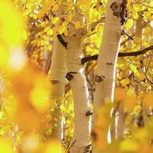 Схема вышивки «Солнечная осень»