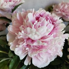 Схема вышивки «мой пион»