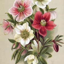 Схема вышивки «Цветы»