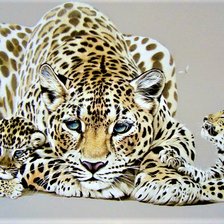 дикие кошки