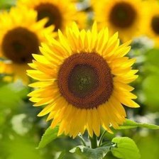 Схема вышивки «№2674782»