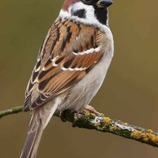 Схема вышивки «воробей»