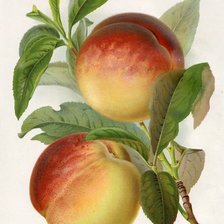 Схема вышивки «Персики»