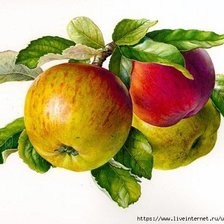 Схема вышивки «Яблоки»