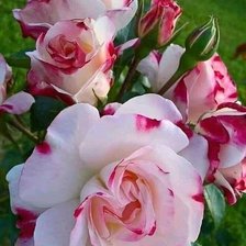 Схема вышивки «Розы»