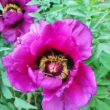 Схема вышивки «Пион»