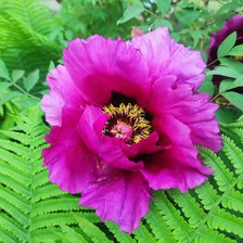 Схема вышивки «Прион»