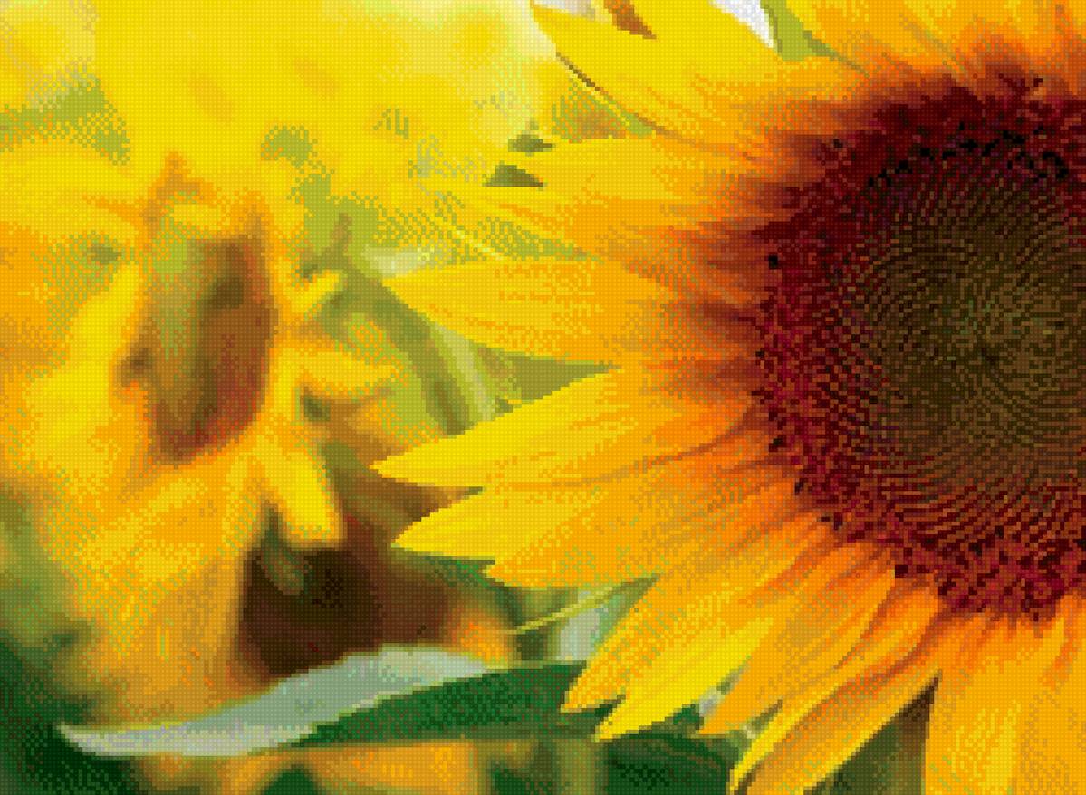 подсолнух - предпросмотр