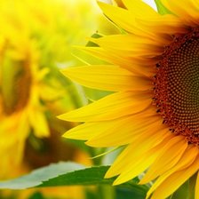 Схема вышивки «подсолнух»