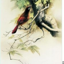 Схема вышивки «птица»