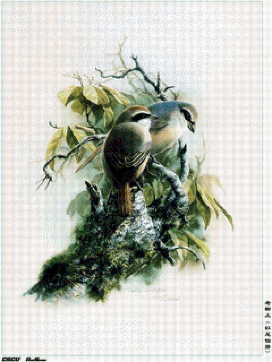 птицы - предпросмотр