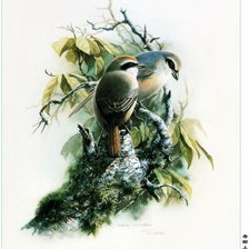 Схема вышивки «птицы»