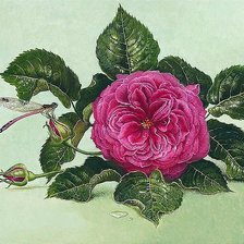 Схема вышивки «Роза и стрекоза»