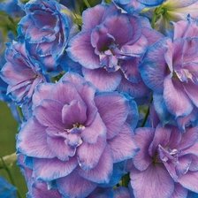 подушка гортензии 1