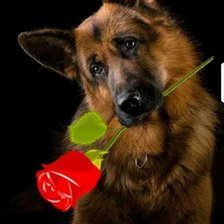 Схема вышивки «Рекс»