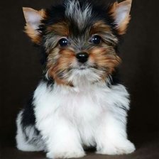 Схема вышивки «Щенок»