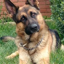 Схема вышивки «Овчарка»