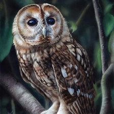 Схема вышивки «Сова на ветке»