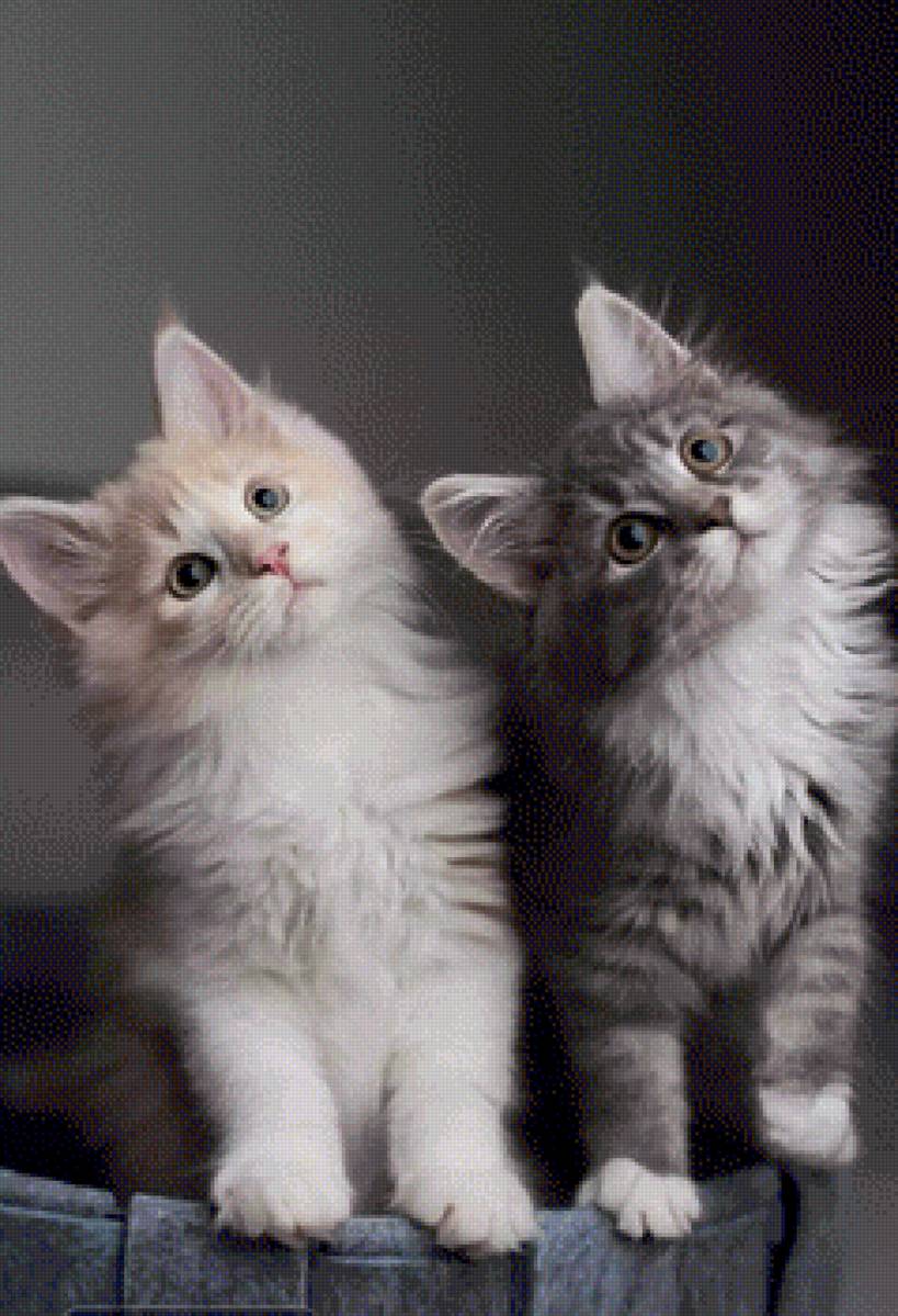 Mèo - mèo - предпросмотр