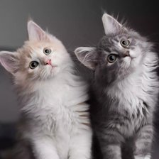 Схема вышивки «Mèo»