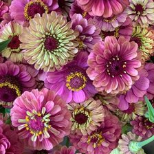 Схема вышивки «Цинния»