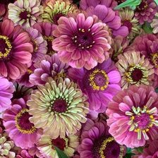 Схема вышивки «подушка цинии»