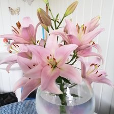 Схема вышивки «Лилии»