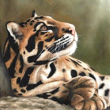 Схема вышивки «Оцелот»