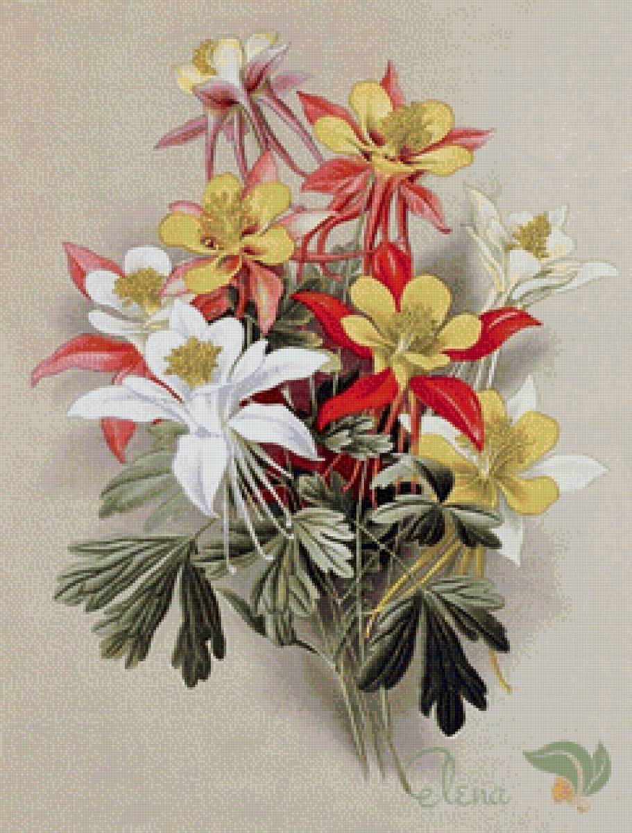 Аквиллегия (водосбор) - аквиллегия, цветы, живопись - предпросмотр